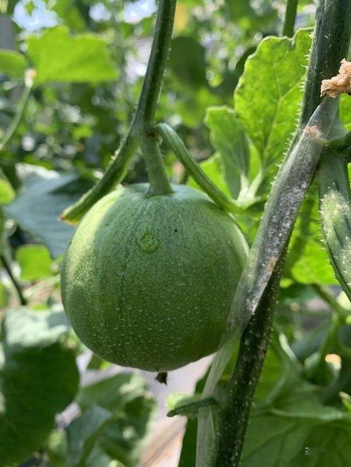 小池娱乐吃瓜,揭秘娱乐圈最新吃瓜事件