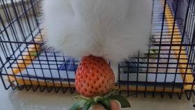 娱乐吃瓜小兔兔,小兔兔的吃瓜日常