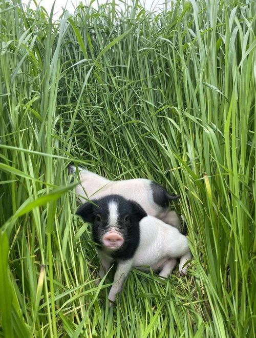 娱乐吃瓜小兔兔,小兔兔的吃瓜日常